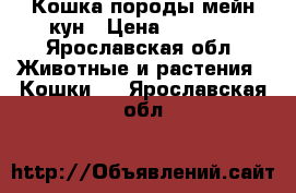 Кошка породы мейн кун › Цена ­ 8 000 - Ярославская обл. Животные и растения » Кошки   . Ярославская обл.